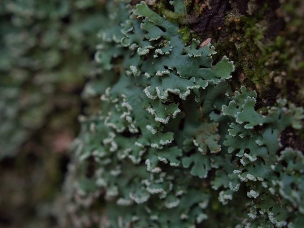 Comment reconnaître et traiter une crise de lichen plan ?