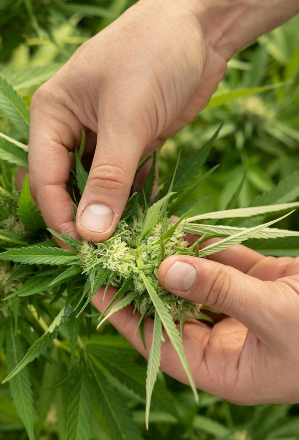 Guide pour acheter des fleurs de chanvre de bonne qualité